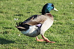 photo thumbnail #7