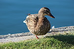photo thumbnail #11