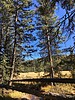 recent photo