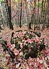 photo thumbnail #3