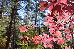 photo thumbnail #10