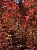 photo thumbnail #15