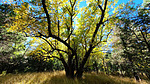 2020-10-17 :1: Mingus Oaks and Butterfly with Gaddes :: joebartels