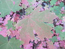 photo thumbnail #14