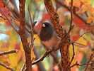 2020-10-15 :3: Maple Hunting :: outdoor_lover