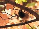 2020-10-15 :3: Maple Hunting :: outdoor_lover