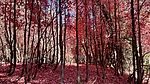 photo thumbnail #11