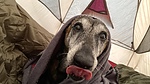 photo thumbnail #5