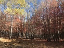 recent photo
