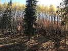 recent photo