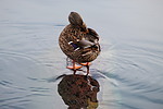 photo thumbnail #11