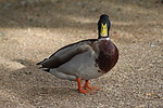 photo thumbnail #14