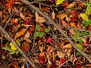 photo thumbnail #15