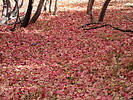 photo thumbnail #11