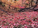 photo thumbnail #11