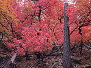 photo thumbnail #12