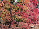 photo thumbnail #13