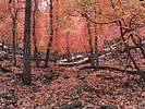 photo thumbnail #15
