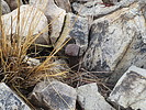 photo thumbnail #15