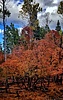 photo thumbnail #9