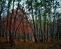 photo thumbnail #11