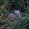 2020-11-01 :2: Sweetwater Wetlands :: gummo