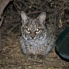 2020-11-01 :2: Sweetwater Wetlands :: gummo