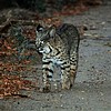 2020-11-01 :2: Sweetwater Wetlands :: gummo