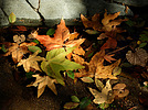 photo thumbnail #12