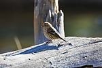 photo thumbnail #7