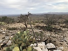 recent photo