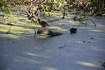2020-10-31 :3: Brazos Bend Trails West :: markthurman53