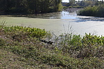 2020-10-31 :3: Brazos Bend Trails West :: markthurman53
