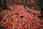 photo thumbnail #15
