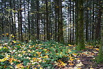 photo thumbnail #15