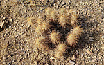 2020-11-07 :1: Ben Avery - Arches - Indian Spring Petroglyphs :: joebartels
