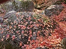 photo thumbnail #10