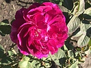 photo thumbnail #11