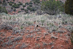 2020-11-12 :3: Sunday Creek Loop :: markthurman53