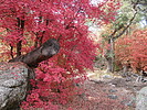photo thumbnail #13
