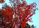 photo thumbnail #15