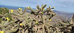 2020-11-12 :2: Turtle Mountain 7004 :: DixieFlyer
