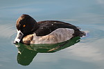 photo thumbnail #11