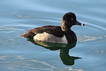 photo thumbnail #13