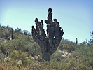 photo thumbnail #12