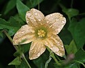 photo thumbnail #15