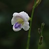 photo thumbnail #12