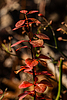 photo thumbnail #15