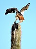 photo thumbnail #3