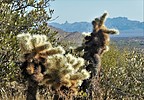 photo thumbnail #7